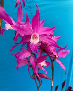 Laelia autumnalis