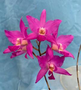 Laelia autumnalis