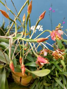 Laelia gloriosa