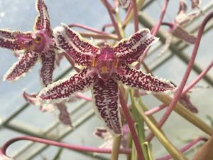 Laelia lyonsii