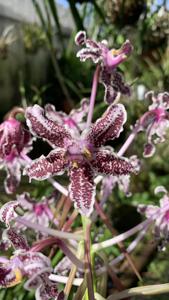 Laelia lyonsii