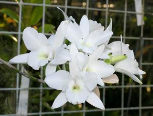 Laelia rubescens