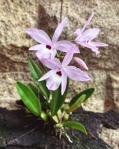 Laelia rubescens