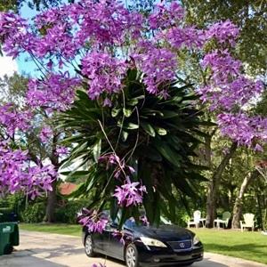 Laelia rubescens