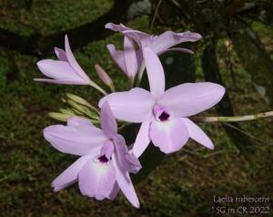 Laelia rubescens