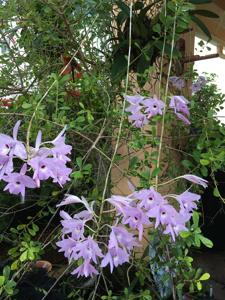 Laelia rubescens