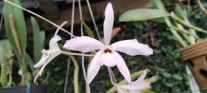 Laelia rubescens