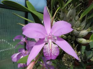 Laelia speciosa