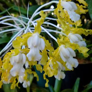 Laelia undulata