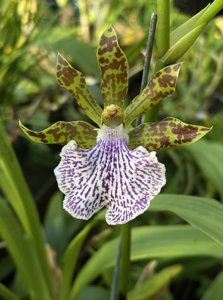 Zygopetalum mackayi