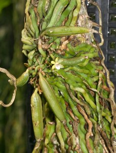 Taeniophyllum hasseltii