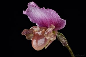 Paphiopedilum charlesworthii