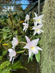 Laelia anceps var. vestalis