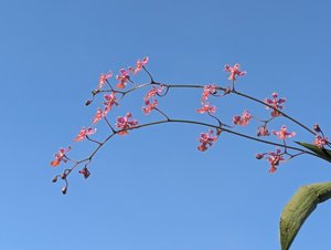 Lophiaris cosymbephora