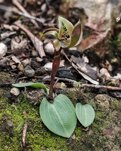 Chiloglottis gunnii