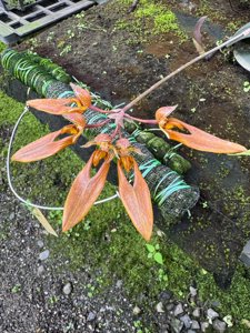 Bulbophyllum purpureifolium