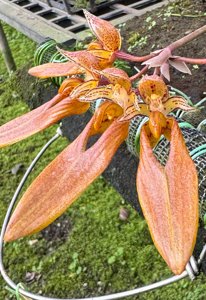 Bulbophyllum purpureifolium