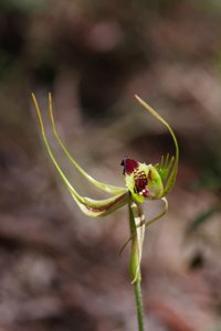 Caladenia attingens subsp. attingens