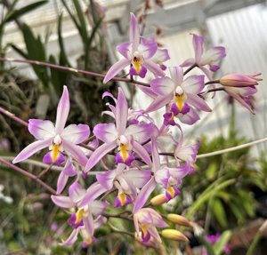 Laelia albida