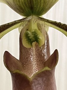 Paphiopedilum wolterianum
