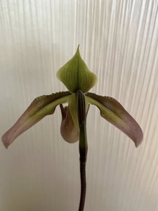 Paphiopedilum wolterianum