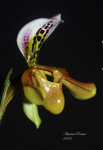 Paphiopedilum gratrixianum var. gratrixianum