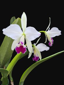 Cattleya jenmanii