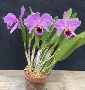 Cattleya percivaliana