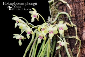 Holcoglossum phongii