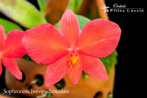 Sophronitis brevipedunculata