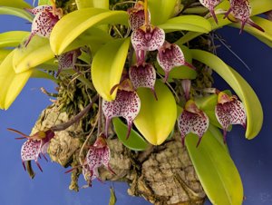 Masdevallia floribunda