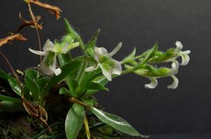 Lankesterella ceracifolia