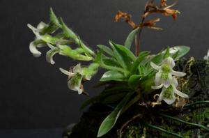 Lankesterella ceracifolia