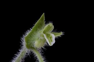 Lankesterella orthantha