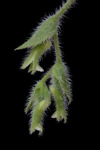 Lankesterella orthantha