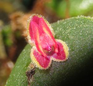Lepanthes aculeata