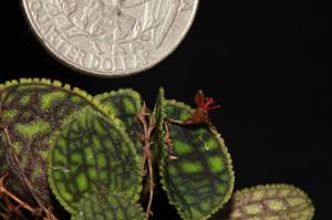 Lepanthes calodictyon
