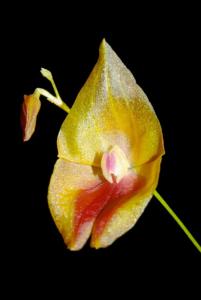 Lepanthes escobariana