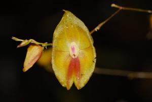 Lepanthes escobariana