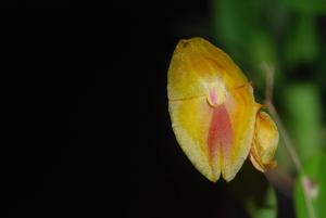 Lepanthes escobariana
