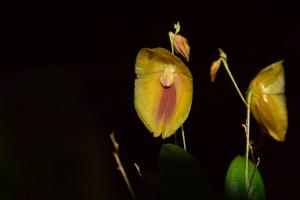 Lepanthes escobariana