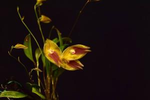 Lepanthes escobariana