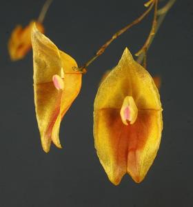 Lepanthes escobariana