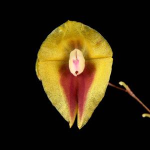 Lepanthes escobariana