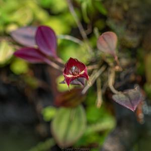 Lepanthes felis