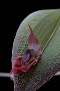 Lepanthes gargoyla
