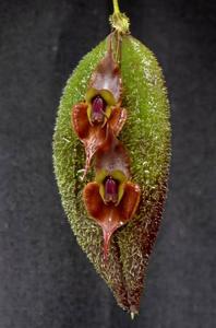 Lepanthes gargoyla
