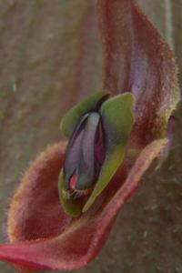 Lepanthes gargoyla