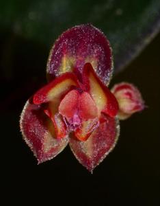 Lepanthes intonsa