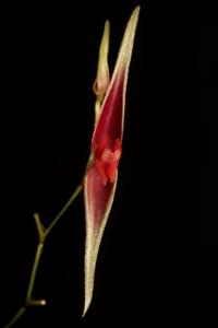Lepanthes ionoptera